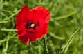 018 Klatschmohn - Field Poppy - Red Poppy - Papaver rhoeas